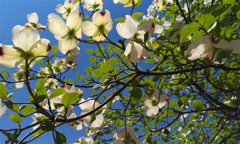 The Best Trees For North Carolina Shade Flowering And Privacy