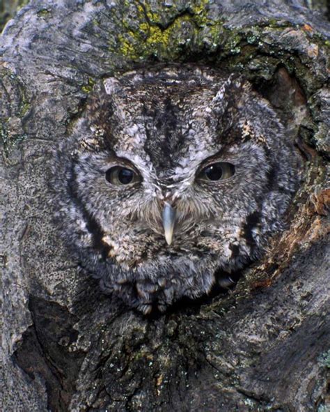 This species is native to most wooded environments of its distribution and has adapted well to. Eastern Screech-Owl | Audubon Field Guide