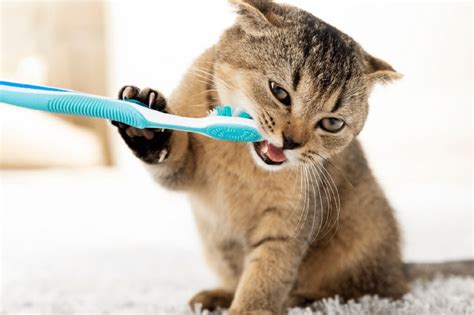 How To Clean Your Cats Teeth At Home VetIQ UK
