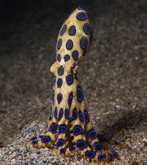 Blue Ringed Octopus Characteristics Behavior Reproduction And More