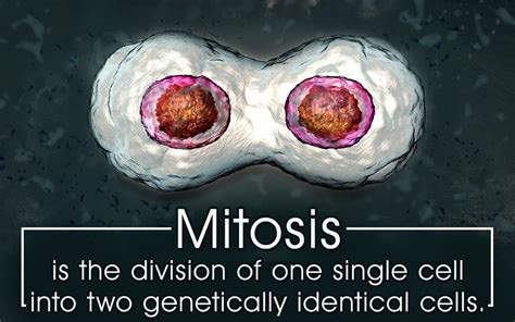 Plant Mitosis Vs Animal Mitosis Biology Wise