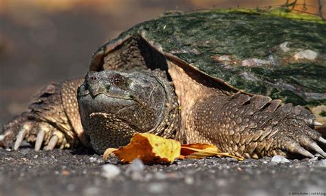 Canadian Wildlife Federation End The Ontario Snapping Turtle Hunt