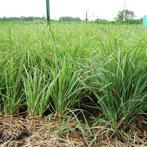 Husar Orchard Grass Seed For Sale Albert Lea Seed