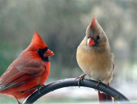 northern cardinals male and female cardinal birds cardinals northern cardinal