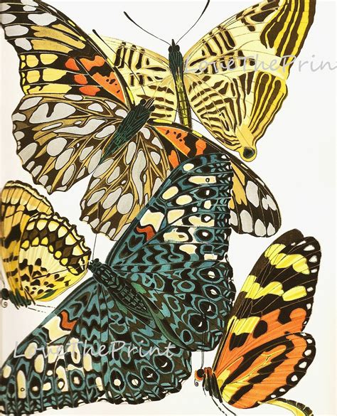 Butterfly Print Botanical Art Print 3 Beautiful Antique Large Etsy
