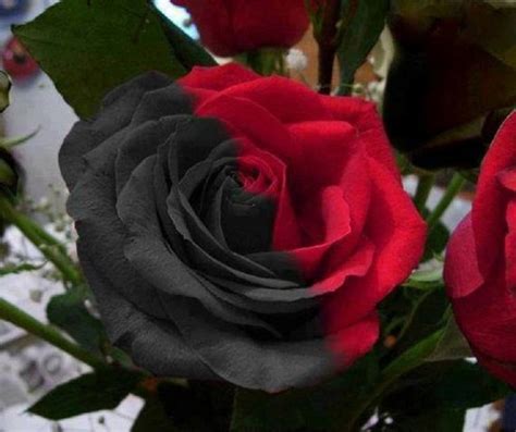 Flowers Images Blackred Rose Hd Wallpaper And Background Photos 34869888