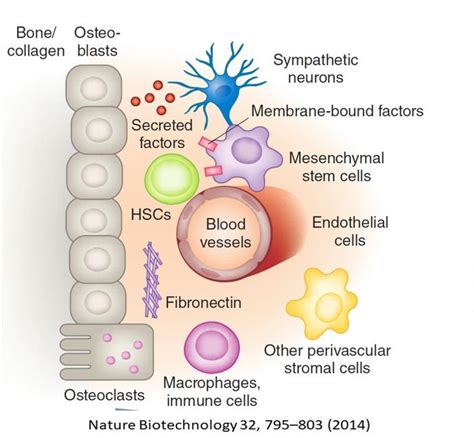 How Do Stem Cells Promote Tissue Repair And Regeneration