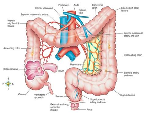 Intestines Diagram Large Intestine Intestines Anatomy Large