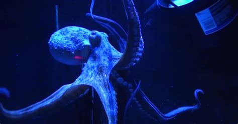 Octavia The Octopus Cracks Mind Boggling Puzzles As She Displays Her
