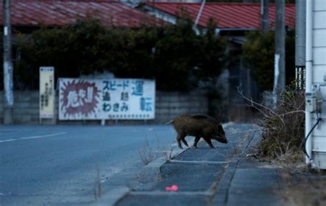 In singapore, you follow law by law. Singapore: CCTV cameras installed to monitor wild boar ...