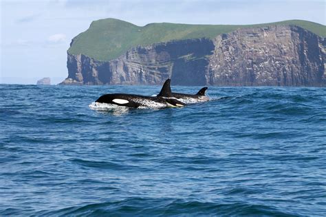 Killer Whales And Their Prey In Iceland Earthwatch