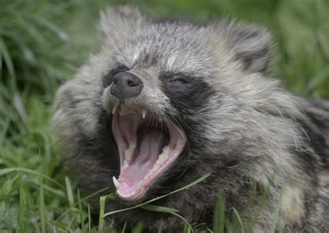 Raccoon Dog Yawning Zoochat