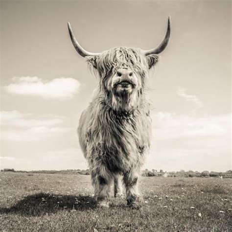 Close Up Portrait Of Scottish Highland Cattle On A Farm Photographic