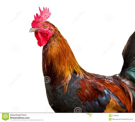 Cock Isolated On White Background Royalty Free Stock Images Image