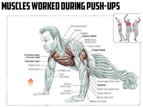 Muscles Worked During Push Ups Healthy Fitness Workout Chest