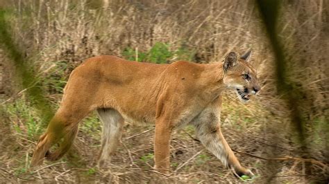 Endangered Florida Panther Caught On Video Mossy Oak Youtube