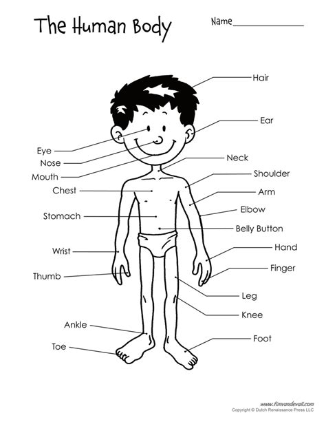 It consists of several parts, including the. human-body-diagram-black-and-white - Tim's Printables