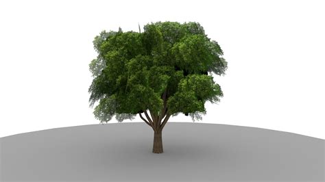 Tree 3d Model Texture Lowpoly Fbx Obj Ma Ma Free Vr Ar Low Poly 3d
