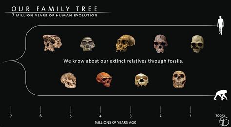 Seven Million Years Of Human Evolution The Kid Should See This