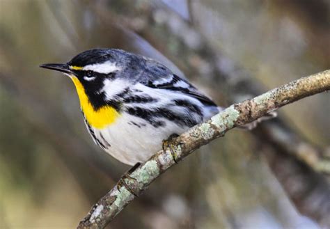 Gales Photo And Birding Blog Yellow Throated Warbler