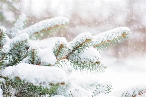 Free Stock Photo Of Snow Covered Pine Tree Download Free Images And