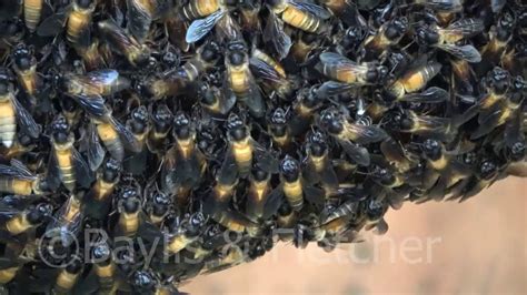 Giant Asiatic Honey Bees Malaysia 20190823094506uhd Youtube