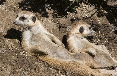 Meerkats Sunning Stock Image Image Of Wildlife Africa 8371065