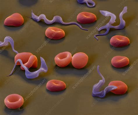 Colour Sem Of Trypansoma Brucei Protozoa In Blood Stock Image M260