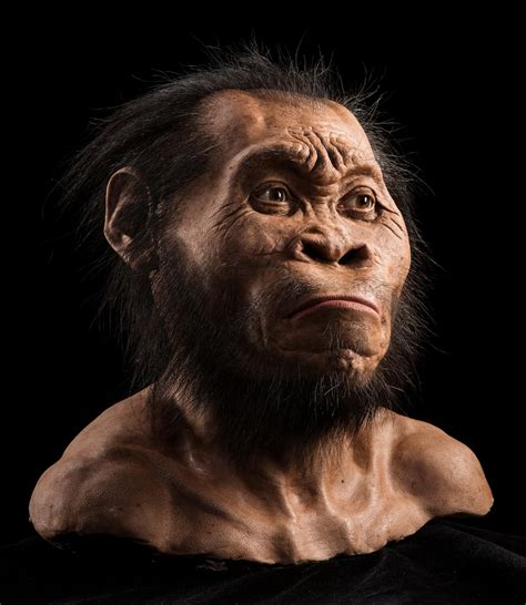 Homo naledi combines primitive with modern features and is not a direct ancestor of modern humans. Age of Ape-Human Species Homo naledi Revealed: 236,000 to 335,000 Years Old