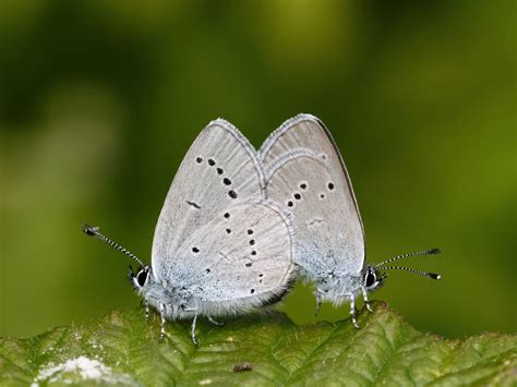 Uk Butterflies Small Blue Cupido Minimus