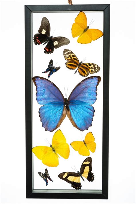 Real Butterfly Framed Wall Art Free Shipping 9 Count Real Framed