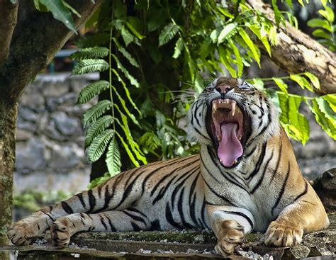 Harimau Sumatra By Robert Cinega Photo 43340736 500px