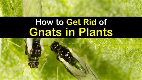4 Handy Ways To Get Rid Of Gnats In Plants