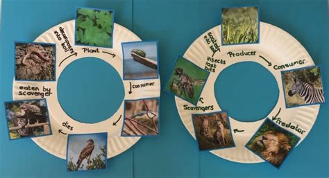 All living organisms in the world can be classified as either an autotroph or heterotroph. Circular Food Chains | ofamily learning together