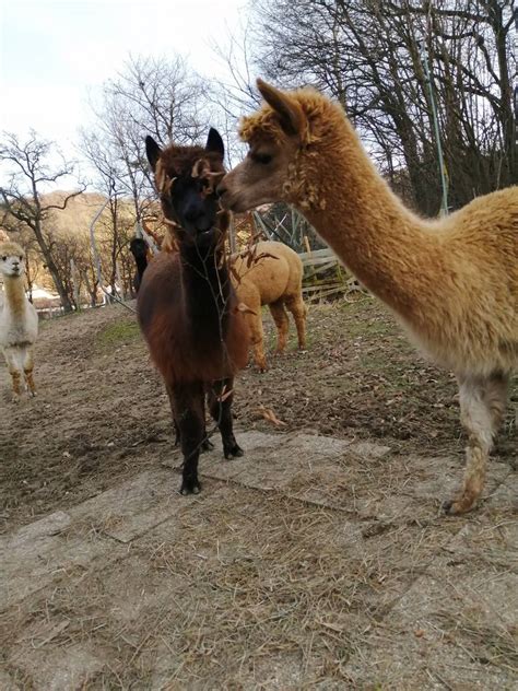 Sie hat ein schönes zuhause. Alpakas: 2 Alpaka suchen ein schönes neues Zuhause ...