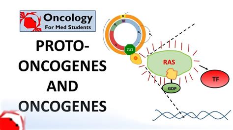 7 Proto Oncogenes And Oncogenes Med Student Cell Cycle Oncology