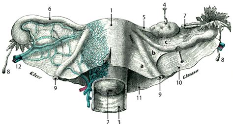 The broad ligament of the uterus stabilizes the uterus by connecting it to the pelvic wall. Anatomy and Radioanatomy of the Pelvis and the Perineum ...