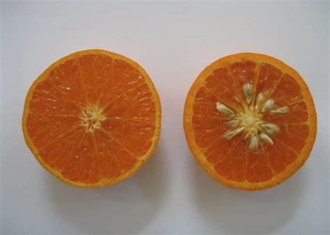 1.4 problem with citrus fruits like oranges, lemons. Can Dogs Eat Oranges? Health Benefits, Side Effects & Tips