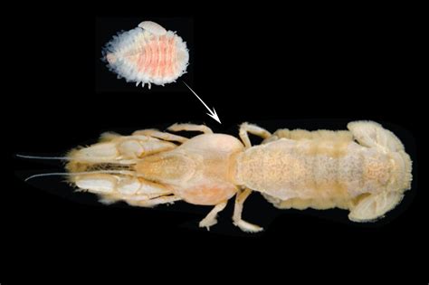 Invasive Shrimp Sucking Parasite Continues Northward Pacific Expansion