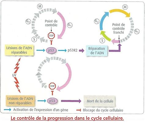 Régulation Du Cycle Cellulaire Gène P53 Tpe Irm And Pathologies
