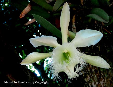 Pensamientos Maupinianos Rhyncholaelia Digbyana Flor Nacional De