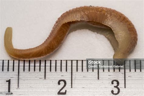 Closeup Photo Of Linguatula Serrata Or Tongue Worm Stock Photo