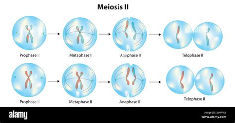 Prophase Meiosis Hi Res Stock Photography And Images Alamy
