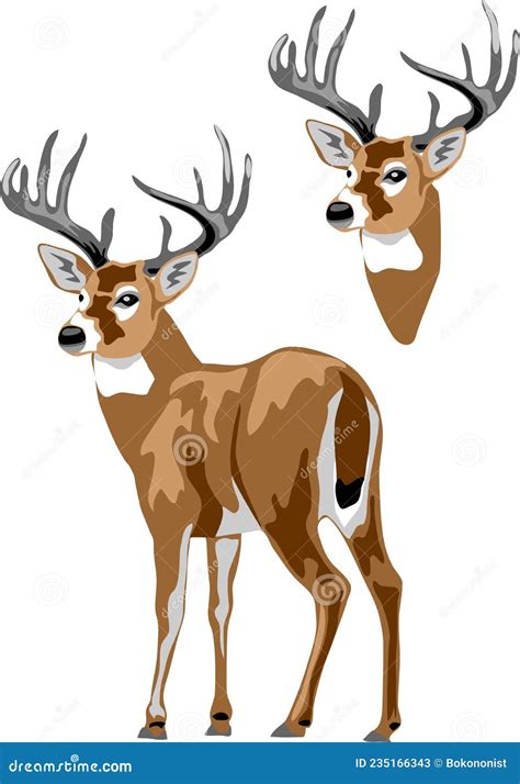White Tailed Deer Vector Stock Vector Illustration Of Colour 235166343