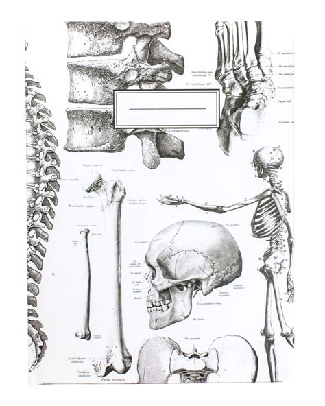 Skeleton Hardcover Ecojournal Male Figure Drawing Figure Drawing