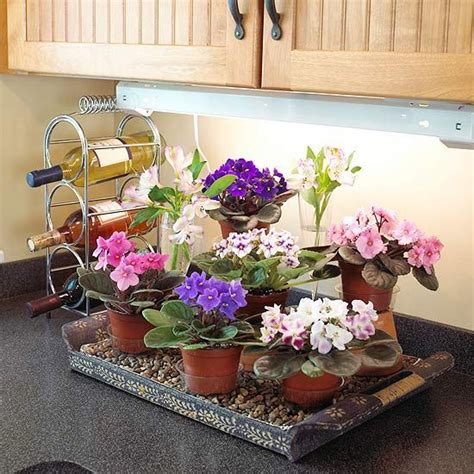 We have selected few best grow lights for african violets and tried to present a comparative discussion. 15 best African Violet Plant Stand Display images on ...