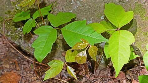 Poison Oak Vs Poison Ivy Whats The Difference