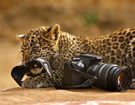 Many Means Amazing Wildlife Photography