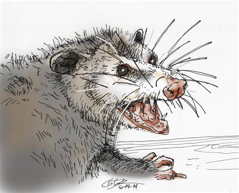 Possum Drawing At Getdrawings Free Download
