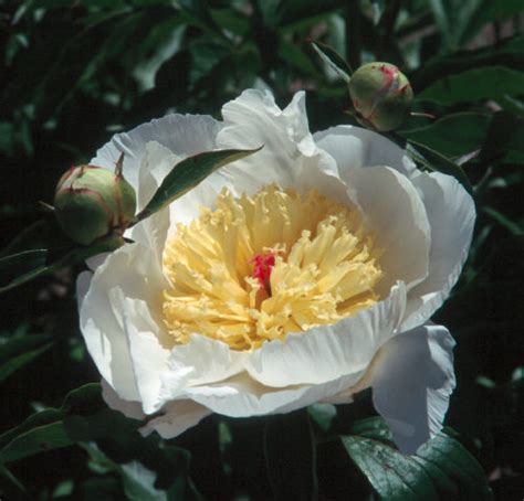 These flowers indicate bashfulness and this may be a great option for saying sorry to someone or apologizing for embarrassing either another person or even yourself. Types of Peony Flowers